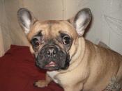 Аватар для Vovchik